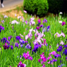 ����ˮ��ֲ�ﻨ���� ������ ���ܳɻ�*** �����Ż�