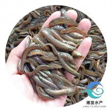 港发水产泥鳅苗批发，出售台湾泥鳅种苗，包传授养殖技术