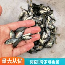 港发水产 非洲鲫 淡水鱼苗 渔场直供 罗非鱼苗 好养易大