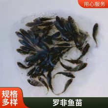 精选优质罗非鱼苗 批发 抗病能力强生长周期短 优质现货发货迅速