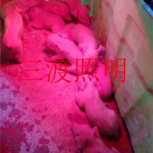 云浮保温灯价格-三渡照明-加温保温灯价格