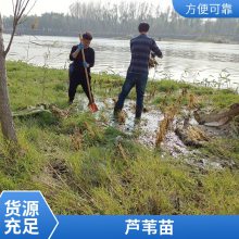耐寒盆栽适合河道绿化芦苇苗负责施工种植包成活每株3芽以上