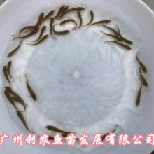 河南南阳大鳞鲃苗出售湖北武汉银鳕鱼苗批发