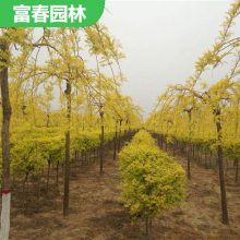 供应绿化苗木垂槐 自产自销 基地种植 花坛花镜观赏造景花卉