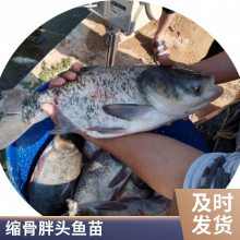 肉质嫩滑 缩骨鳙鱼苗 杂交缩骨大头鱼苗 仙骨大头鱼苗指导技术