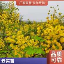 �����ص���ҩ����ʵ רҵ��ʵ������������