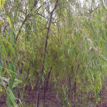 垂柳树,馒头柳 直径25公分的垂柳,28公分30公分垂柳