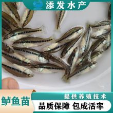  ʻں 泡ֱ ۺָ ɷ