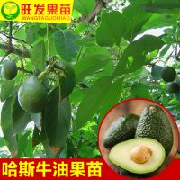 ڼ޽ӹ˹ţ͹ īţ͹Թ