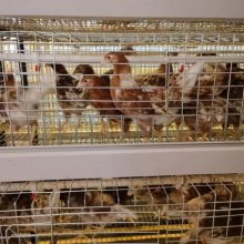 三明海兰灰蛋鸡青年鸡批发供应 常盛禽业海兰灰蛋鸡青年鸡大量出售