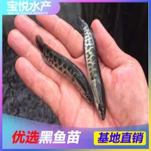 㶫糡ֱ