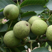 核桃树批发 基地大量出售 清香核桃树 2公分3公分香玲核桃树