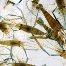 科学指导淡水龙虾苗养殖 澳龙苗 蓝色罗氏沼虾种苗生长快速