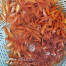 养殖场一手货源红鲤鱼苗玻璃红鲤鱼类 养殖难度低 利鸿渔业全国包活