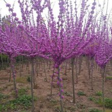 巨紫荆小苗 种植培育基地 紫荆树 润绿花木种植基地 庭院景观设计