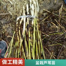 护坡护堤专用芦苇苗厂家直供 公园水池 全国配送发货