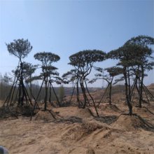 2米3米4米造型景松 耐修剪 绿化行道树 4.5米泰山景松