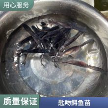 港发水产 抗病力强 鸭嘴鱼苗 存活***快速发货 存活*** 产量好 包品质