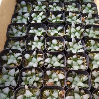 克里克特電路板綠植壽十二卷辦公室盆栽玉露凈化空氣多肉植物