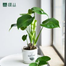 植物租赁 龟背竹 好养耐阴净化空气