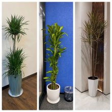 天津滨海新区绿植租摆公司 花卉租赁养护 滨海新区绿植租摆公司 谷鑫亚泰绿植销售