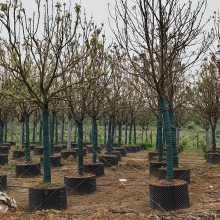 供应湖北香樟价格-京山香樟截杆发帽香樟-荆州全冠容器香樟树