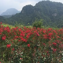 无公害绿色芽苗菜种子豌豆苗种子白豌豆麻豌豆种子箭舌豌豆 价格 厂家 中国供应商
