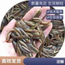 批发优质泥鳅苗 港发水产 生长快 适应环境 提供专业养殖技术