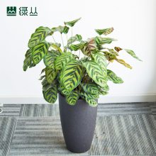 ھװֲins컨Ҷֲ