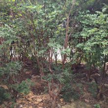沙巴嘉宝果大苗 8分头树葡萄苗 绿邦农业产地货源