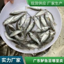 加州鲈鱼苗孵化基地 淡水大口黑鲈鱼 鲈鱼水花饲料