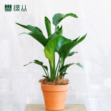 Ыβ//̴