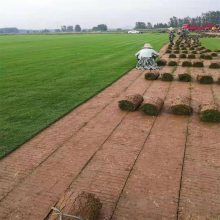 2025年果岭草从这里买 耐寒常绿 庭院广场公路护坡绿化 锦瑞