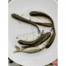 ɳ泡ˮ ˮ ֳ ӯˮ