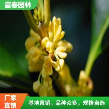 波叶金桂 园林庭院绿化植物 适应性强易成活 行道造景观花树