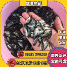罗非鱼苗淡水红罗非鱼苗罗非水花苗大量求购 港兴水产淡水鱼水花苗供应场地