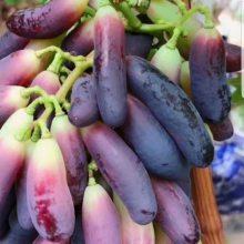硢޷硢ָ෱
