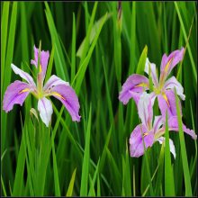 花叶玉蝉花 苗圃直销 多年生水生草本植物 花菖蒲苗