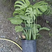 2加仑龟背竹,家用摆花地栽花镜植物,50公分高常绿植物,5加仑龟背竹基地 2加仑龟背竹,家用摆花地栽花镜植物,50公分高常绿植物,5加仑龟背竹基地