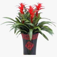 上海办公楼盆栽出租报价 来电咨询 上海园中园花艺绿化供应