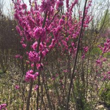 独杆紫荆 基地供应2公分紫荆 紫荆树苗基地供应 李老大