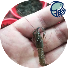 Ϻ ˮ޵ˮϺ Ϻ ݴϺֳ