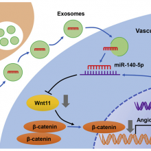 脊索细胞在椎间盘退变***中的应用机制