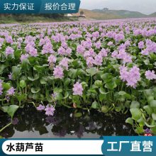 水葫芦培育基地 花海造景工程苗 可露天栽培 易管理