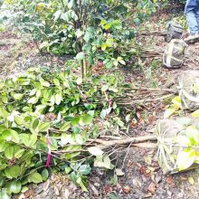茶花散笼子基地现货长期有售，茶花产地直销散笼子工程苗