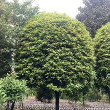 桂花树简介四川广元 紫薇樱花树桂花树产地量大