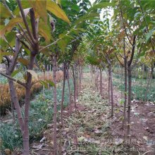 大花地园林 出售丛生腊梅树 腊梅小苗 基地自己种植 自产自销
