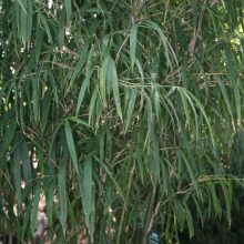 长叶苦竹 景区绿化植物 多规格种植 园林观赏苗木基地栽植