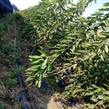 短把樱桃樱桃苗山櫻江苏樱桃苗种植基地蓝丁批发