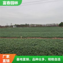 基地出售玉龙草 别墅公园绿化地被草 花坛花镜造景配植材料